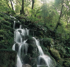 Whirinaki Forest, New Zealand