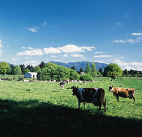 Cows at Galatea, New Zealand