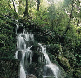 Whirinaki Forest, New Zealand